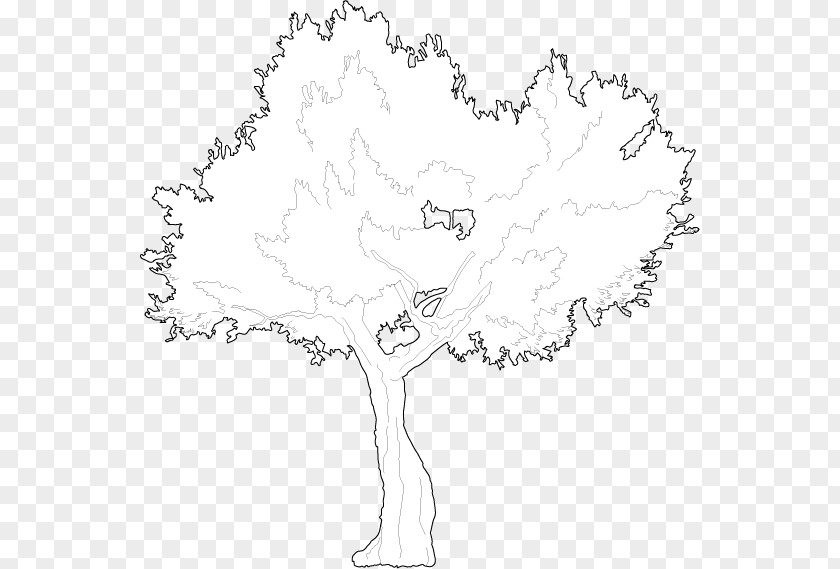 Mangrove Tree Vector Twig Line Art /m/02csf Drawing Plant Stem PNG