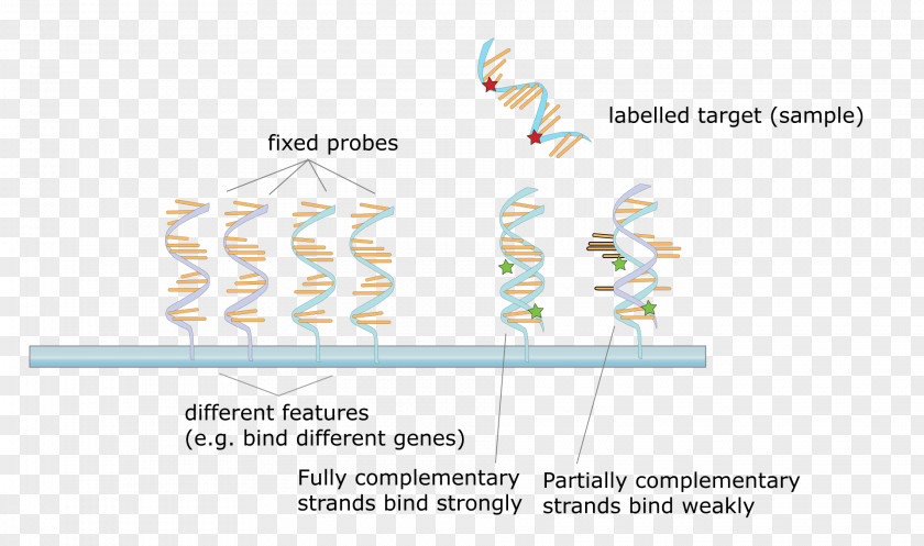 Microscope DNA Microarray Hybridization Probe Molecular Biology PNG