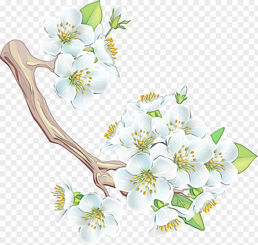Petal Flowering Dogwood White Flower Branch Blossom Plant PNG