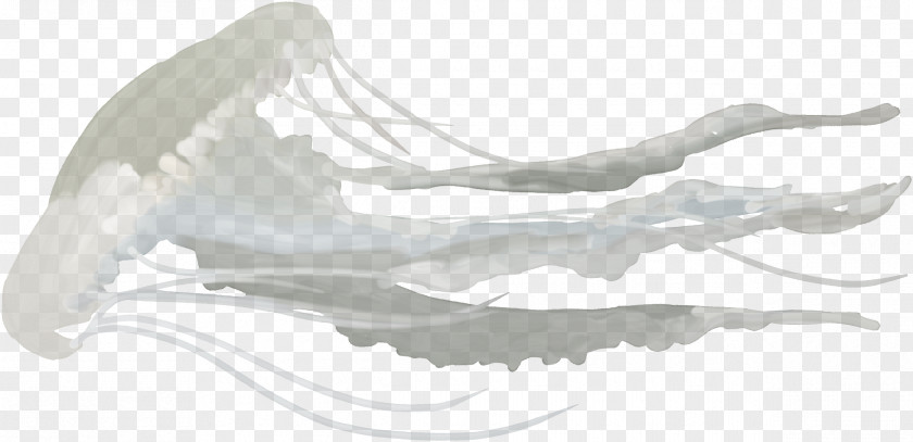 Seahorse Jellyfish Sea Marine Mammal Ocean PNG