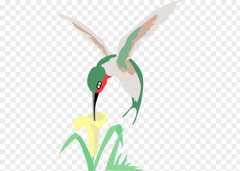 Arctic Flower Cliparts Hummingbird Drawing Clip Art PNG