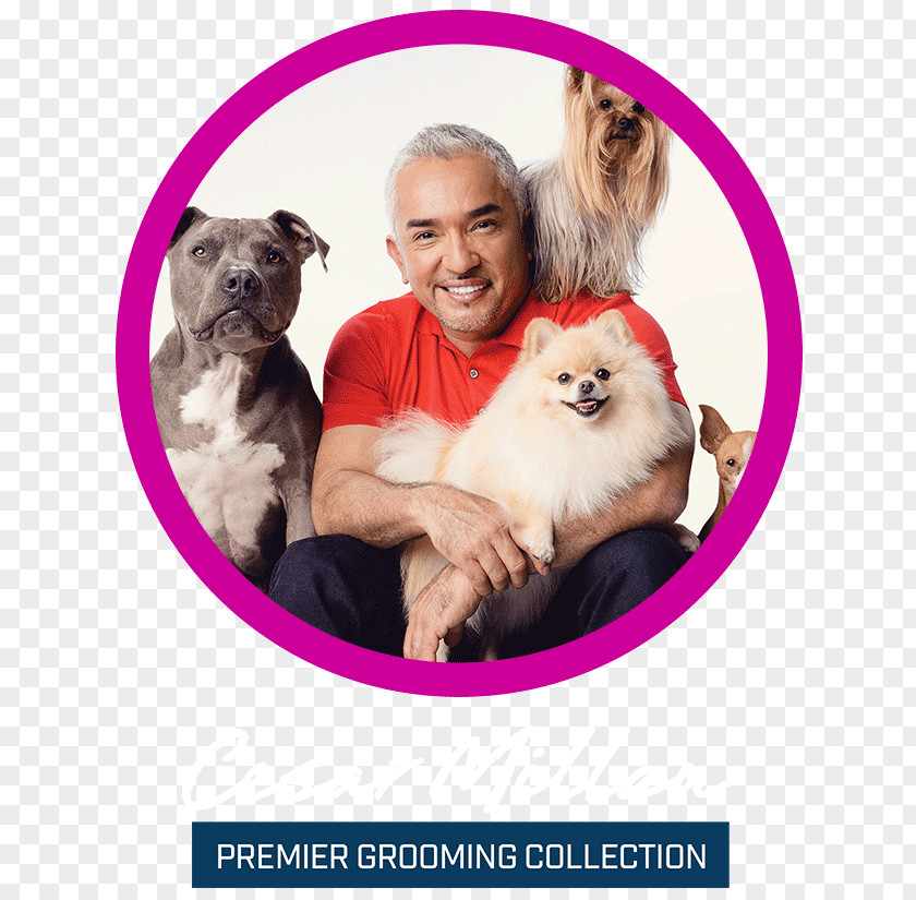 Cesar Millan Dog Breed Puppy Cesar's Way PNG