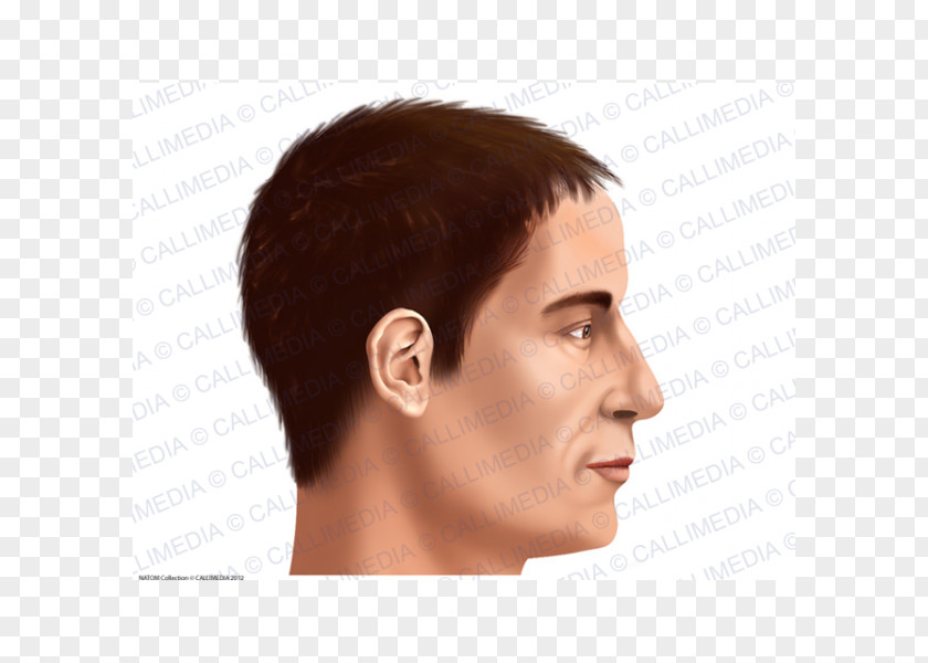 Hair Chin Head Neck Skin Human Anatomy PNG