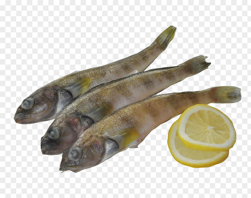 Ice Fish Lemon Capelin PNG
