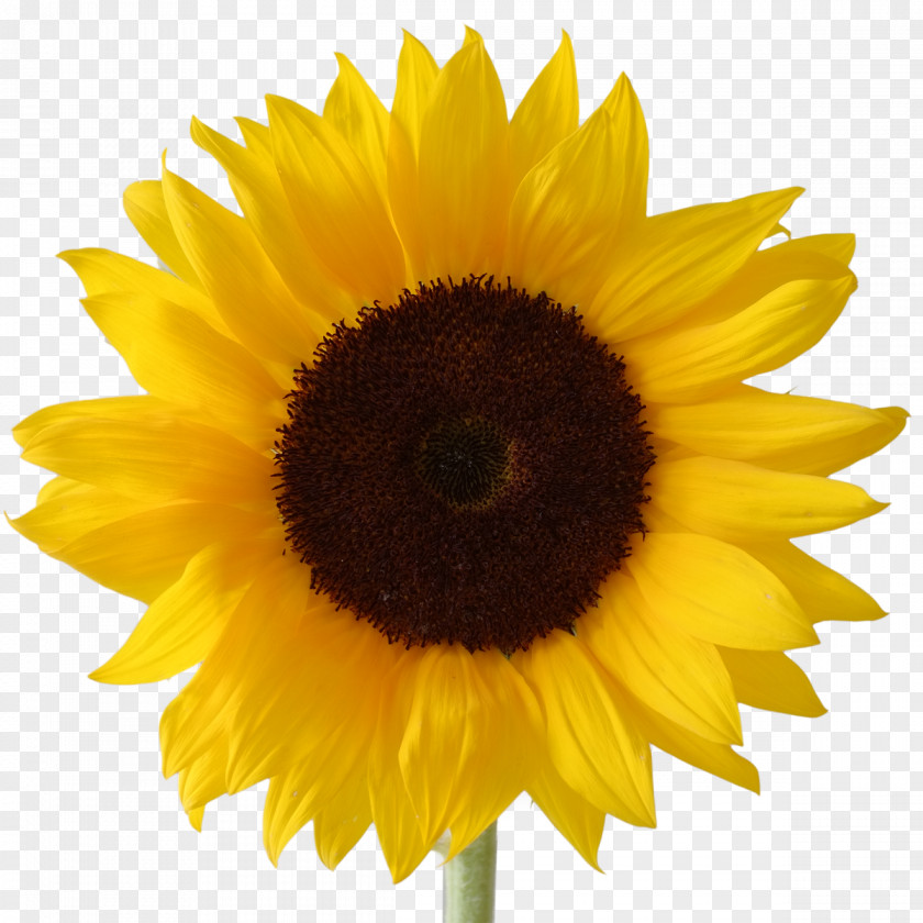 Icon Free Download Sunflower Vectors Desktop Wallpaper Clip Art PNG