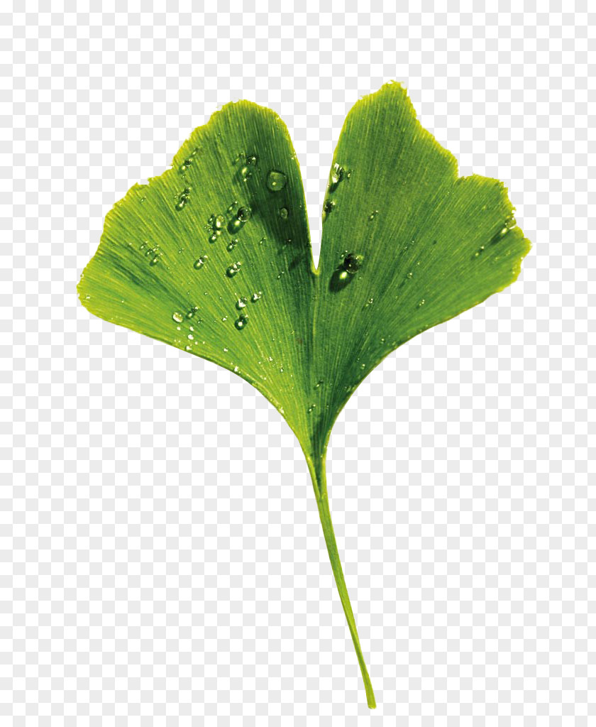 Leaves Ginkgo Biloba Vecteur PNG