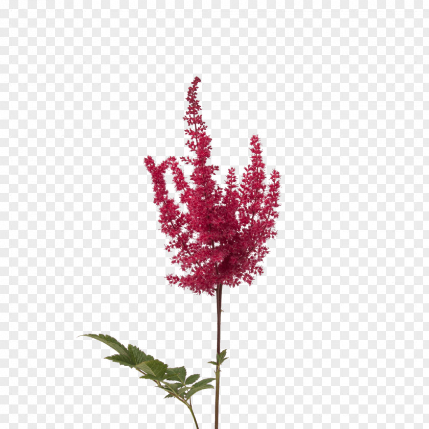 Red Raununculs Twig Cut Flowers Plant Stem Pink M Flowering PNG