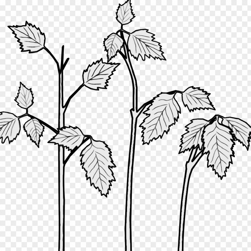 Wildflower Herbaceous Plant Flower Line Art PNG