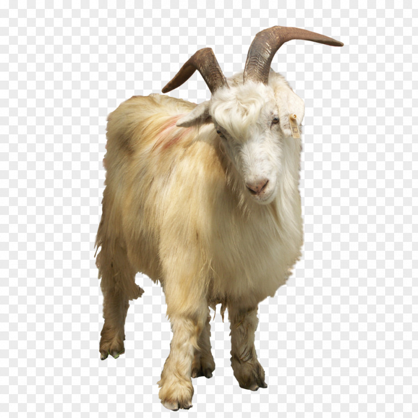 Animal Goat Element Feral Sheep PNG