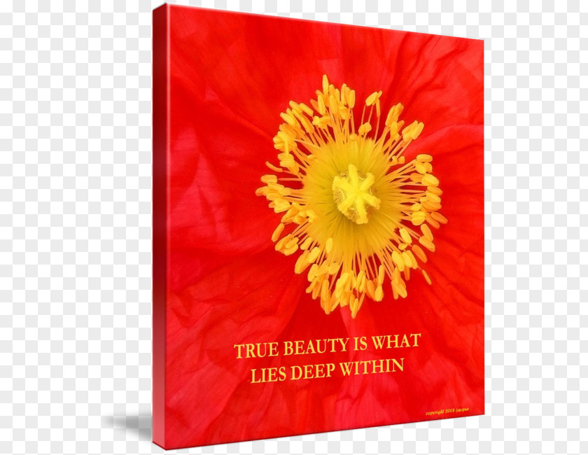 Beauty Poster Flowering Plant Petal Transvaal Daisy The Poppy Family PNG