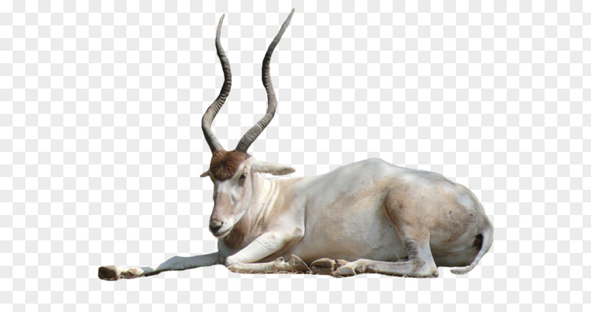 Gazelle Springbok Antelope Oryx Horn PNG