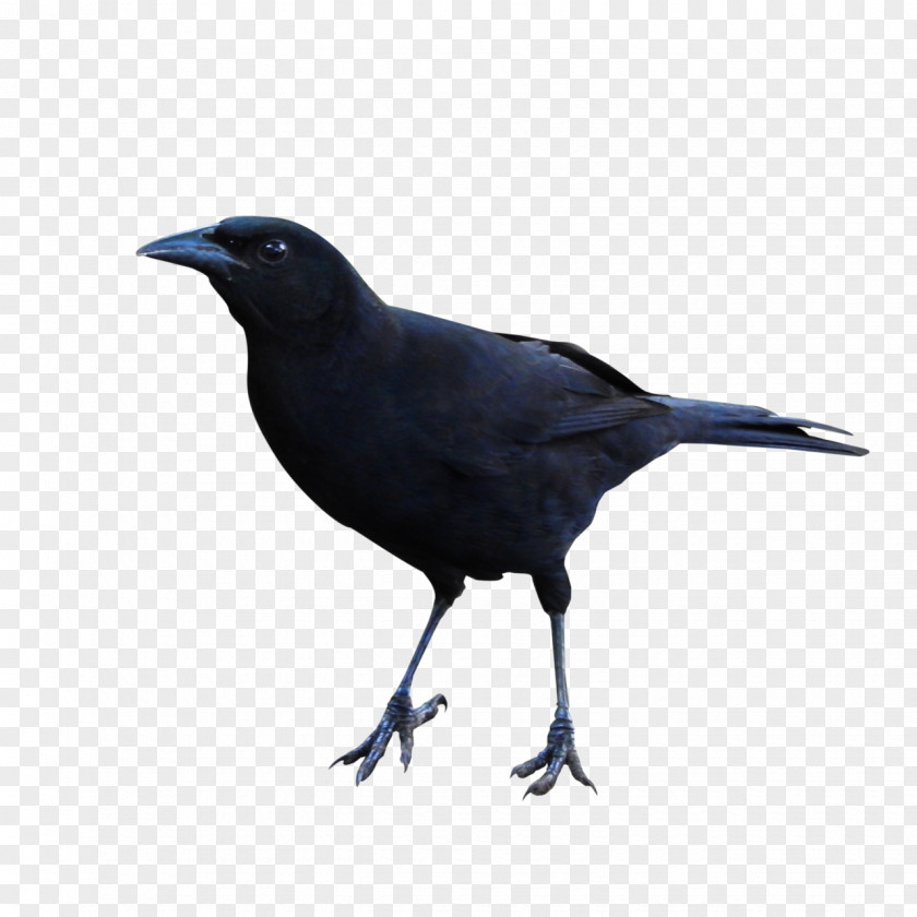 Raven Clipart American Crow New Caledonian Rook Common Beak PNG