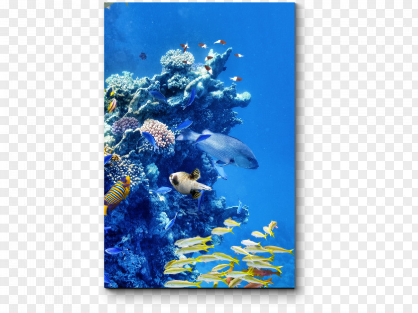 Water Coral Reef Fish Underwater Great Barrier PNG