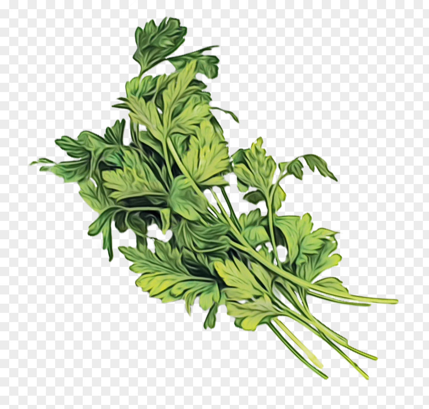 Fines Herbes Culantro Parsley PNG