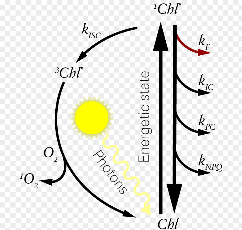 Fluorescence Chlorophyll Singlet State Non-photochemical Quenching PNG