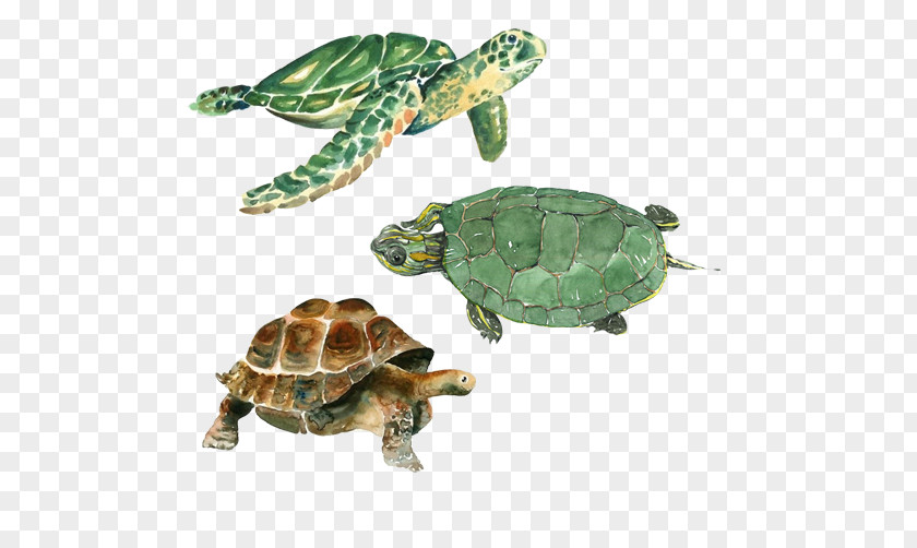 Free Stock Photos Turtles Dig Turtle Cheloniidae Watercolor Painting Drawing Tortoise PNG
