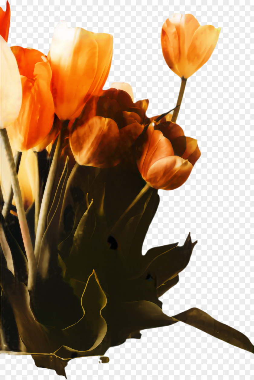 Lily Family Plant Stem Flowers Background PNG