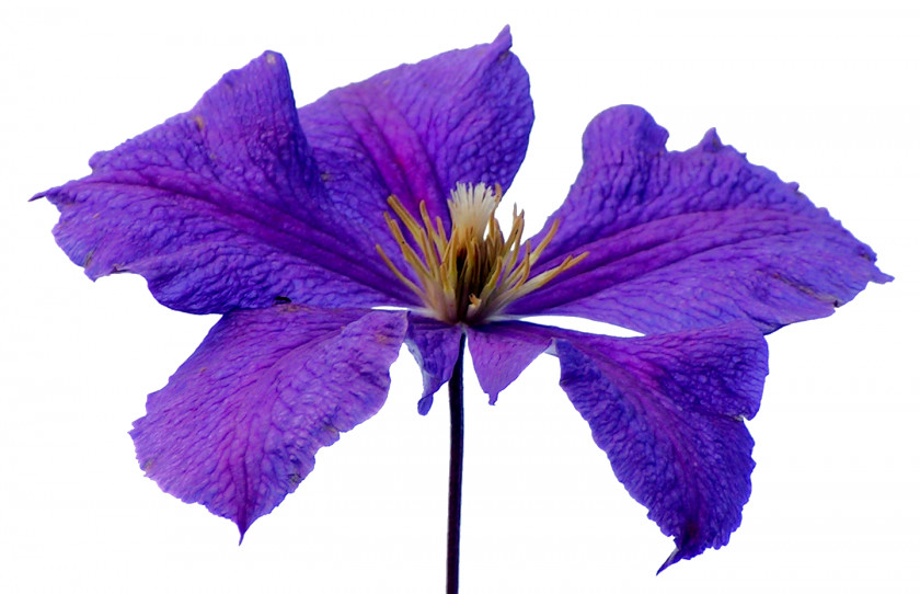 Purple Flower Leather Petal PNG