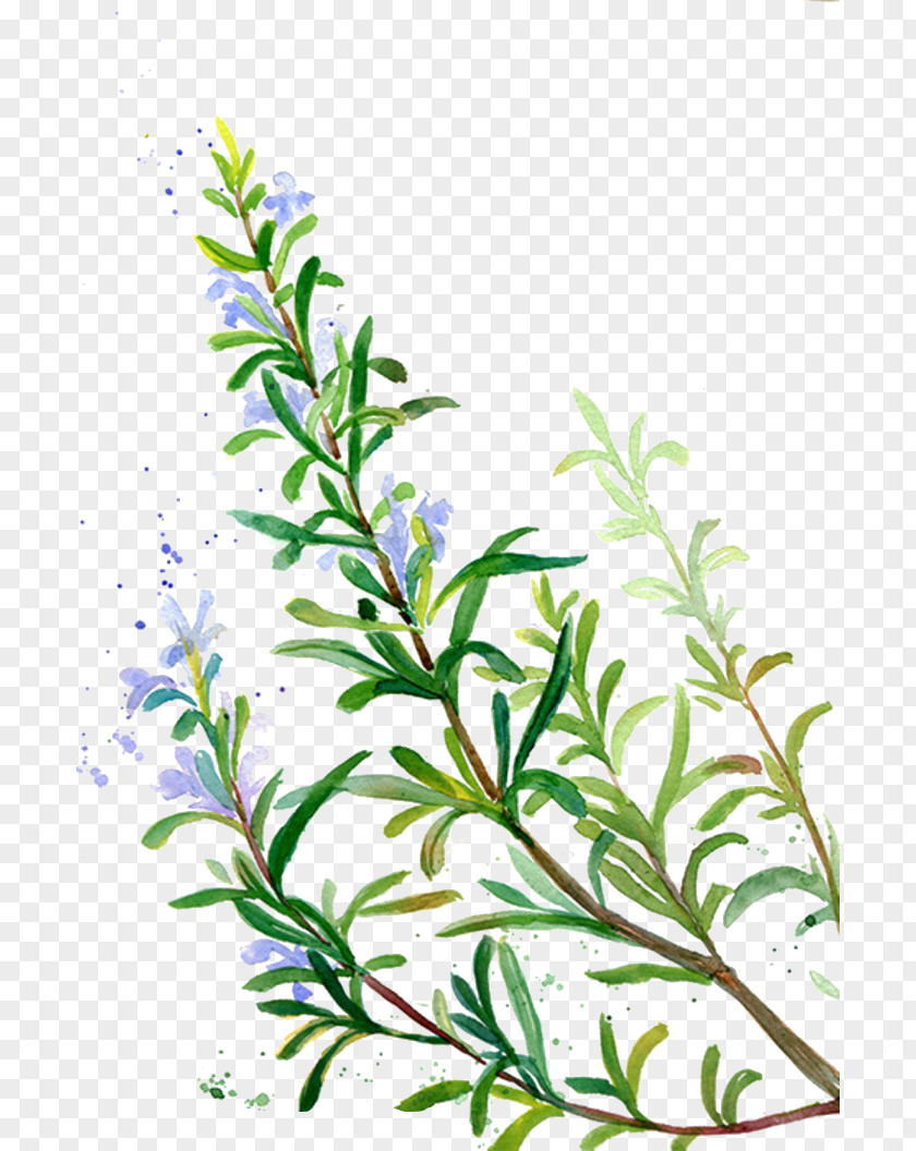 Purple Vegetation Rosemary Flavor Condiment Incense Spice PNG