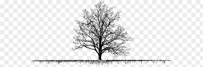 Tree Drawing Trees Clip Art PNG