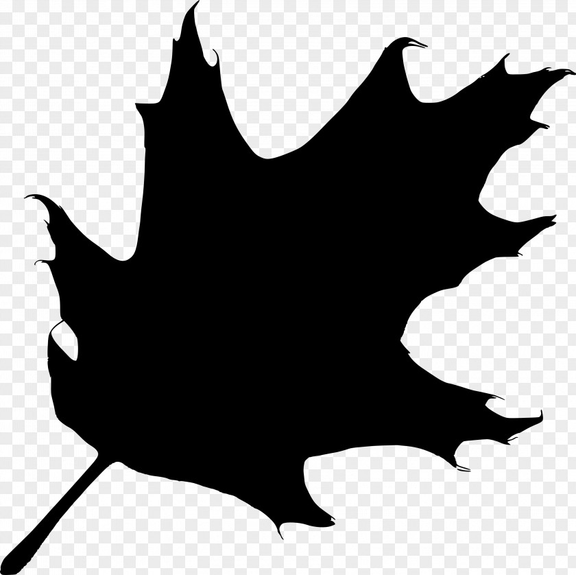 Black Oak Silhouette Tree Clip Art PNG