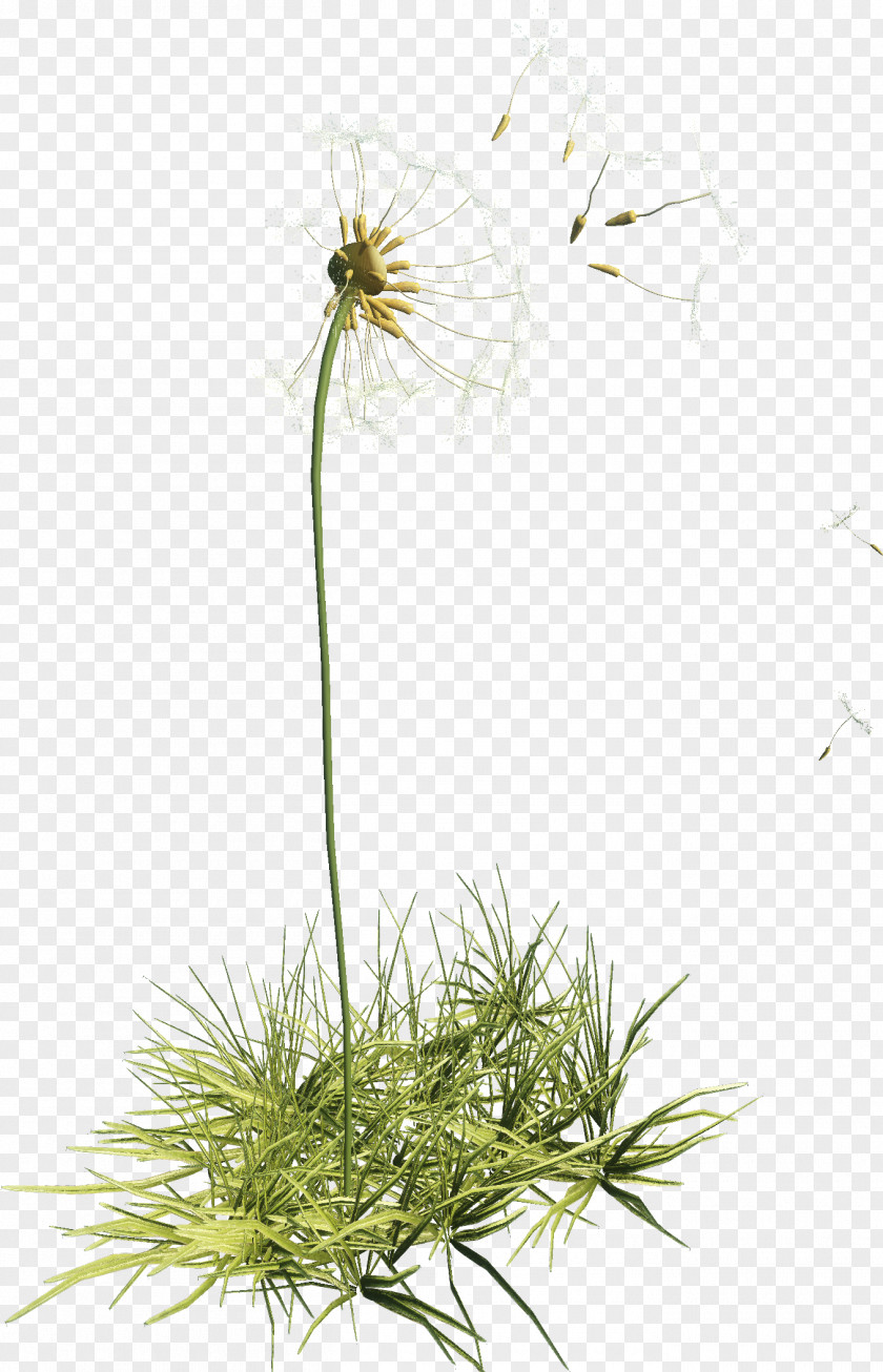 Dandelion Flower Plant Clip Art PNG