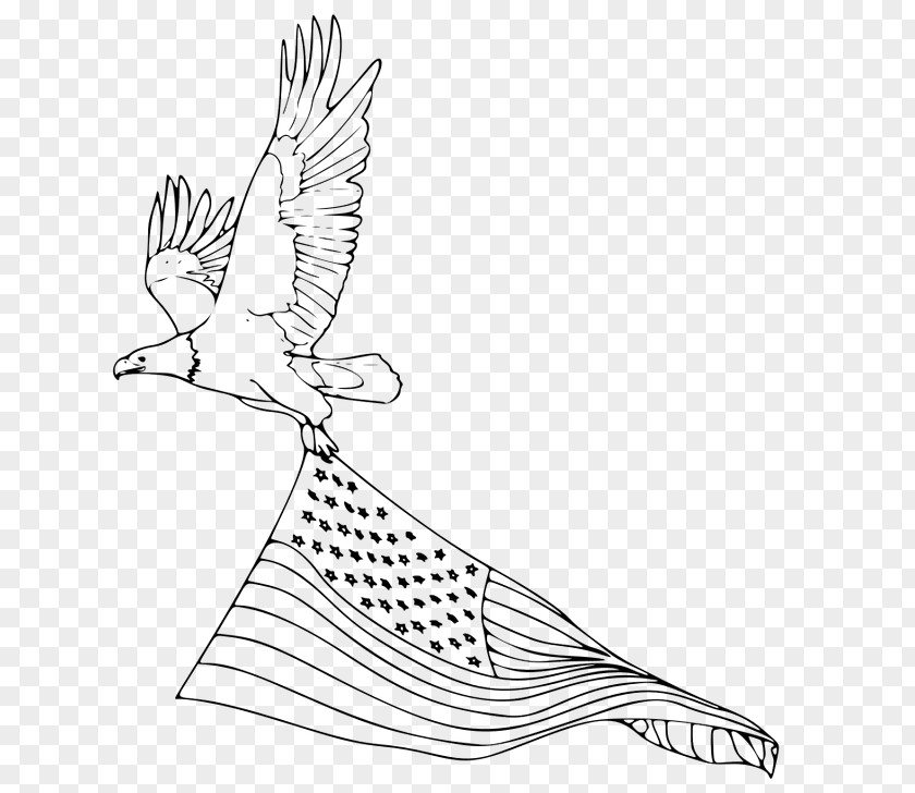 Eagle Bald Coloring Book Drawing Bird PNG