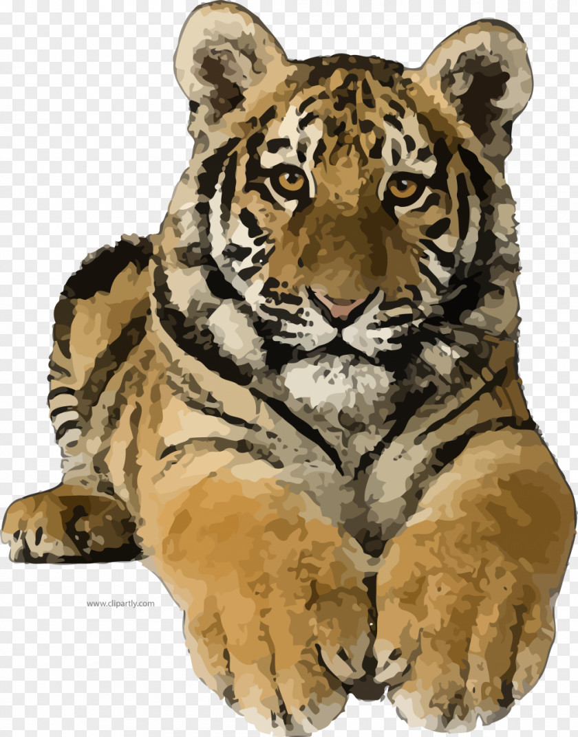 Lion Clip Art Felidae Bengal Tiger PNG