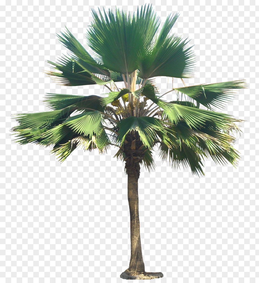 Palm Trees Pritchardia Pacifica Thurstonii Arecaceae Plant Tree PNG
