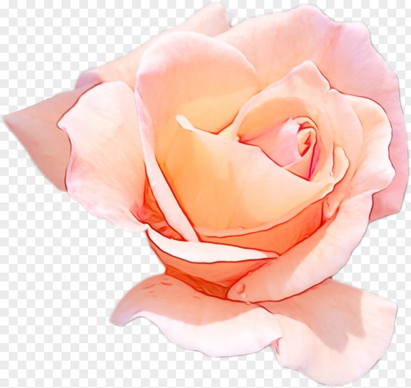 Peach Plant Garden Roses PNG