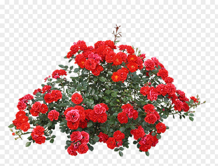 Rose Garden Roses Flower PNG