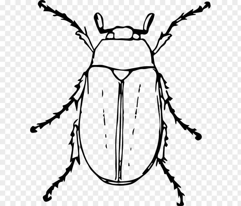 Beetle Drawing Cockchafer Clip Art PNG