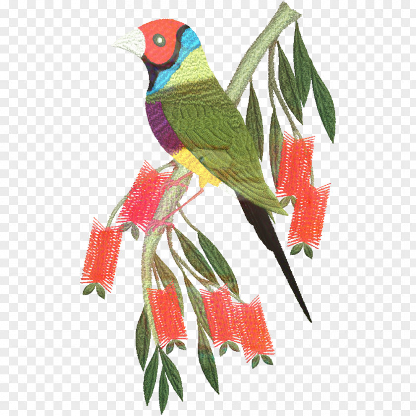 Budgie Lovebird Bird Parrot PNG