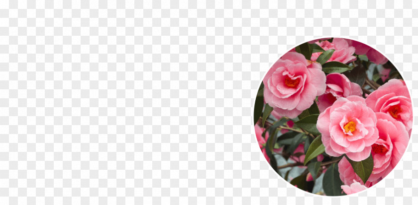 Camellia Grill Locations Garden Roses Floral Design Cut Flowers Petal PNG
