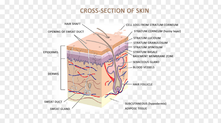 Cross Section Of The Tree Human Skin Anatomy And Common Disorders Body PNG