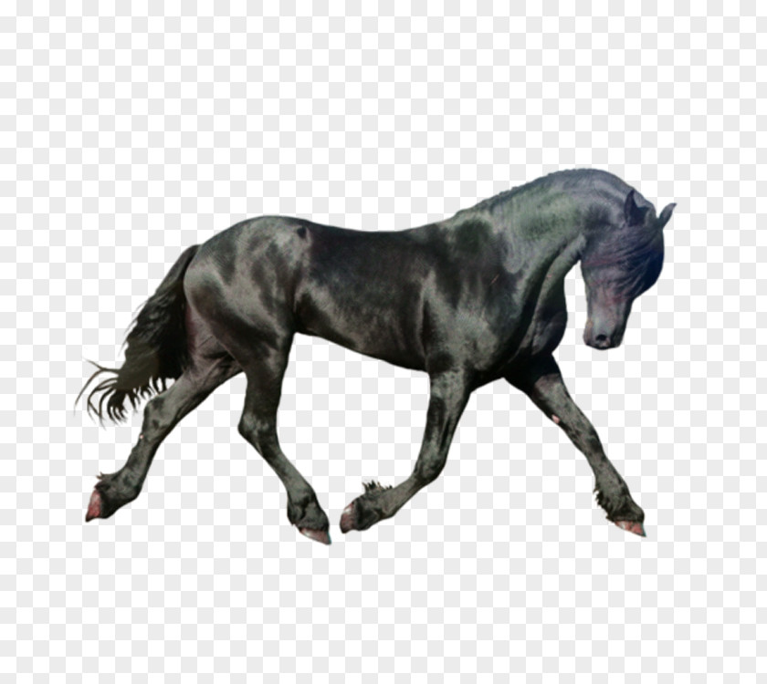 Dark Horse Icon PNG