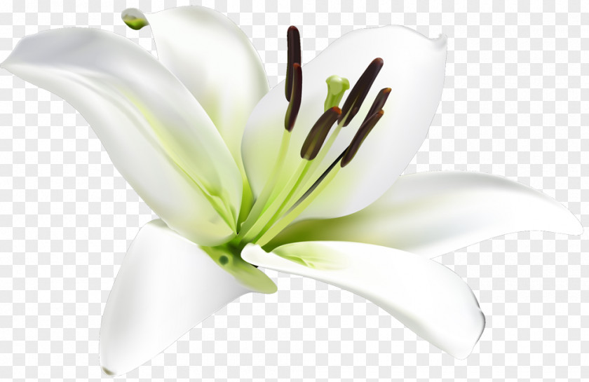 Flower Lilium Google Search Images PNG