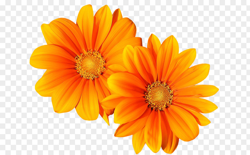 Flower Twin Blume PNG