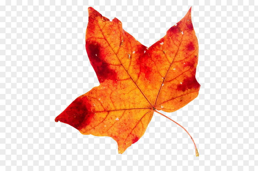 Leaf Maple Pouzolles 0 PNG