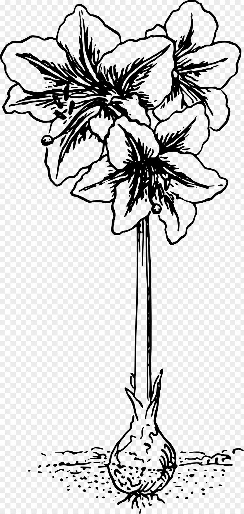 Public Domain Botanical Illustrations Tattoo Clip Art Amaryllis Vector Graphics Image PNG