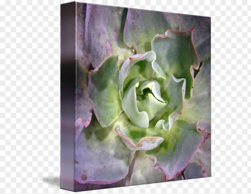 Succulent Border Violet Purple Lilac Leaf Petal PNG