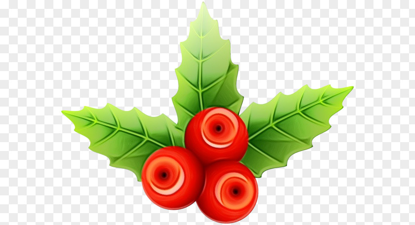 Vegetable Plant Christmas Poinsettia PNG