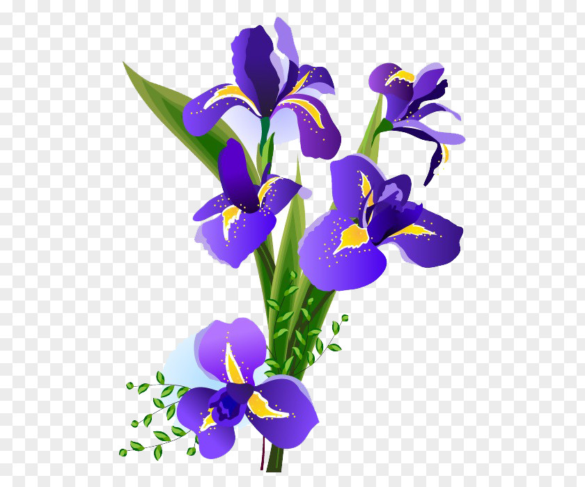 Bouquet Iris Versicolor Flower Floral Design Art PNG