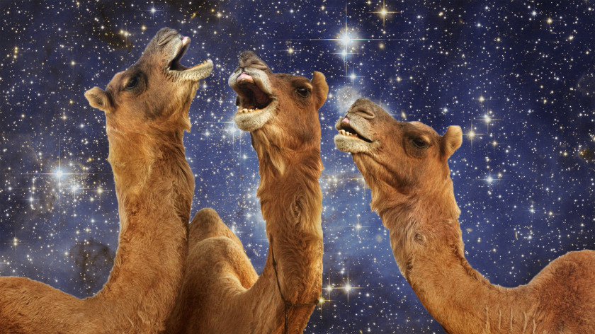Camel Camelids Rajasthan Desktop Wallpaper Camels In Space PNG