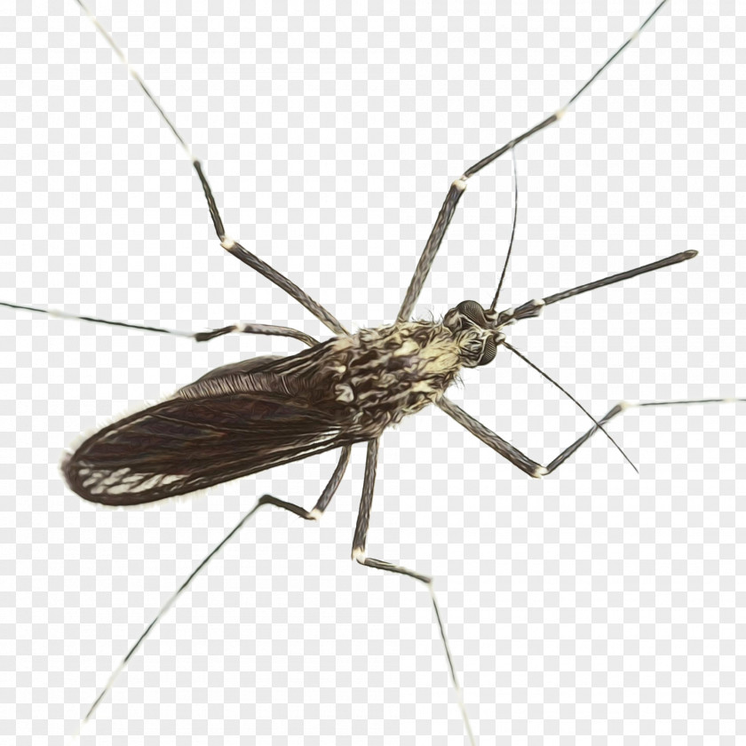 Miridae Fly Vnr Services Chennai Insect PNG