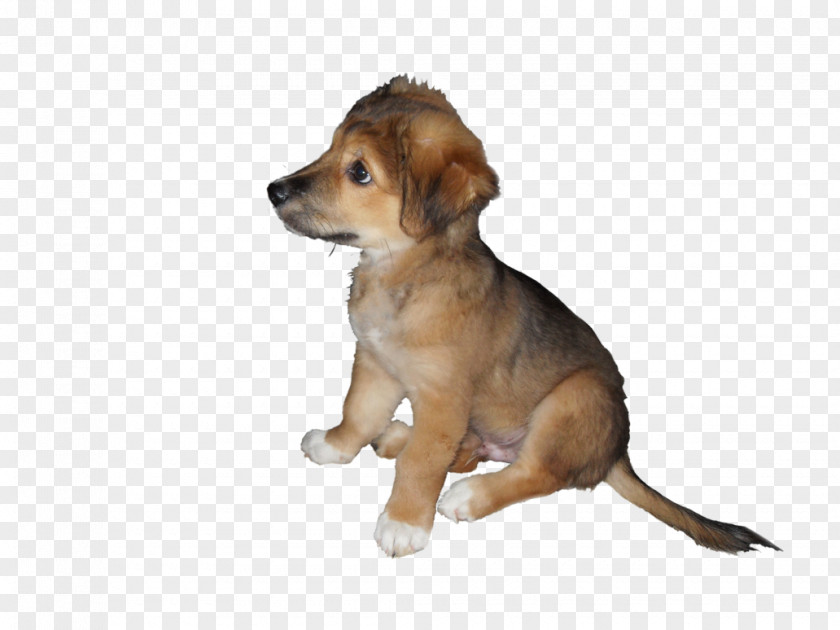 Puppy Dog Breed Companion PNG