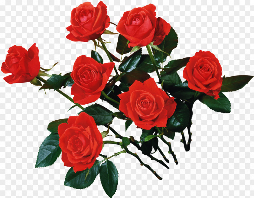 Rose Beach Cut Flowers Red Oil PNG