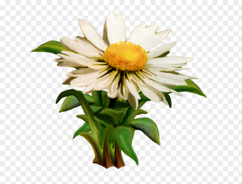 Chrysanthemum Oxeye Daisy Clip Art PNG