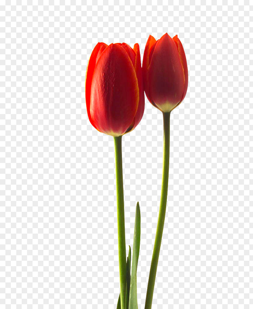 Red Tulips Tulipa Gesneriana Flower Stock Photography PNG