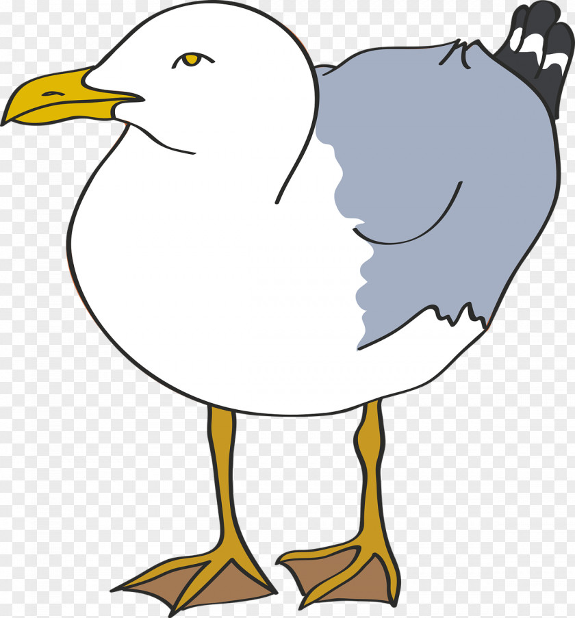 Bird European Herring Gull Common Clip Art PNG